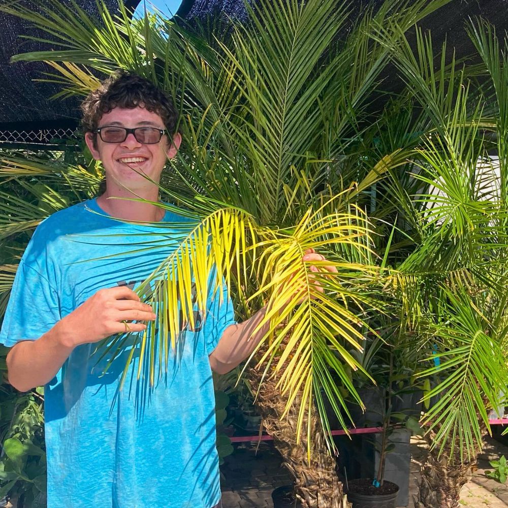 a person showing the leaves of their Phoenix roebelenii palm tree
