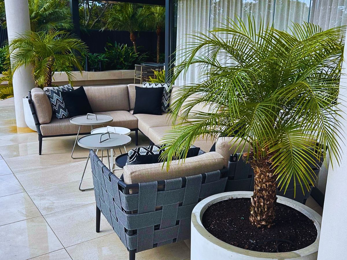 Phoenix roebelenii in an living room setting
