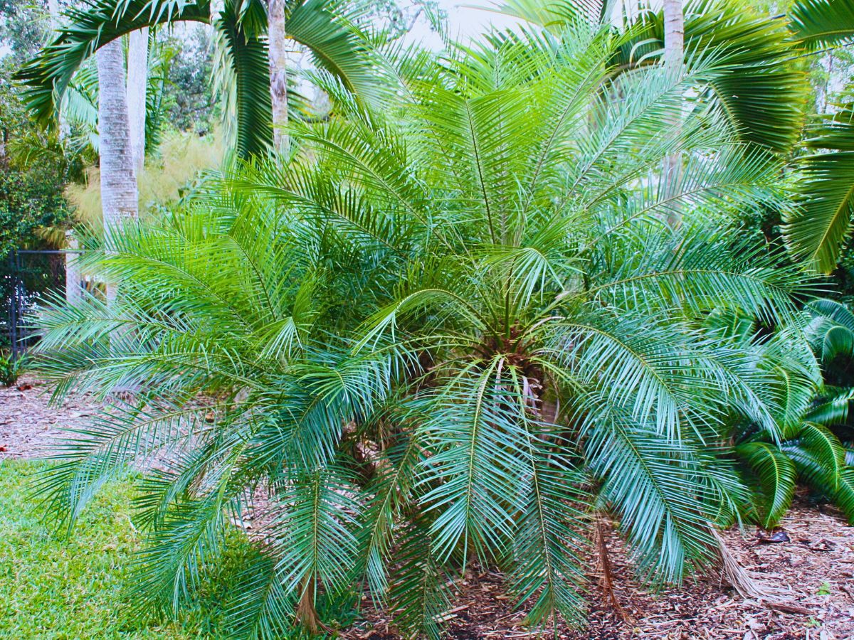 the leaf spread of this beautiful date palm - Phoenix roebelenii