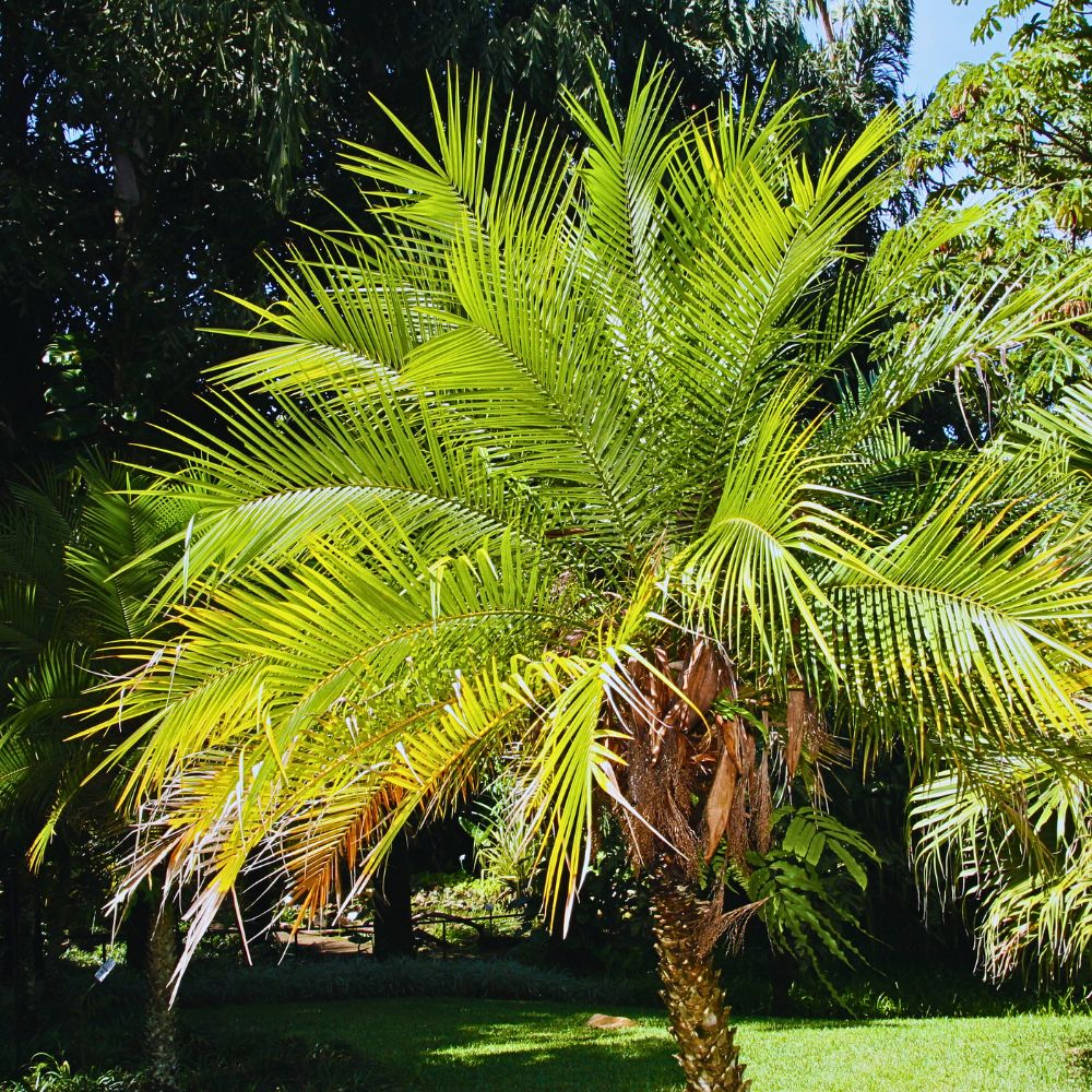 the leaves of this date palm give it a different look