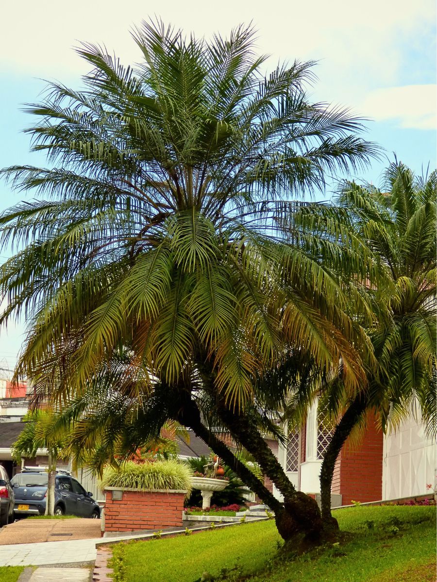 a well grown pygmy date palm