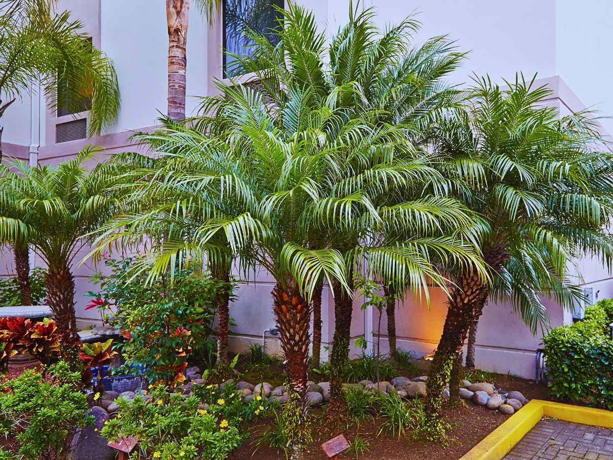 Pygmy date palms, scientifically Phoenix roebelenii