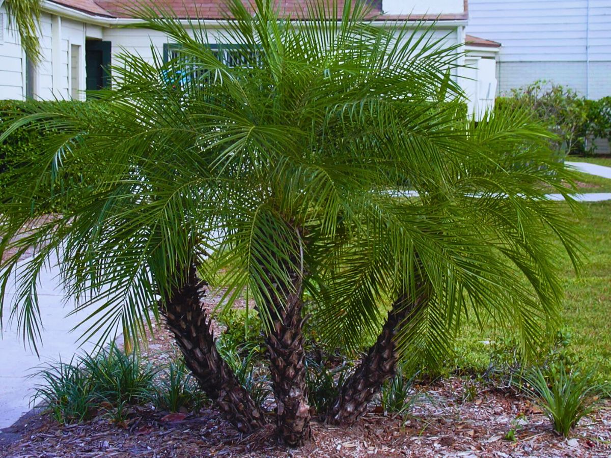 Phoenix roebelenii around a house garden