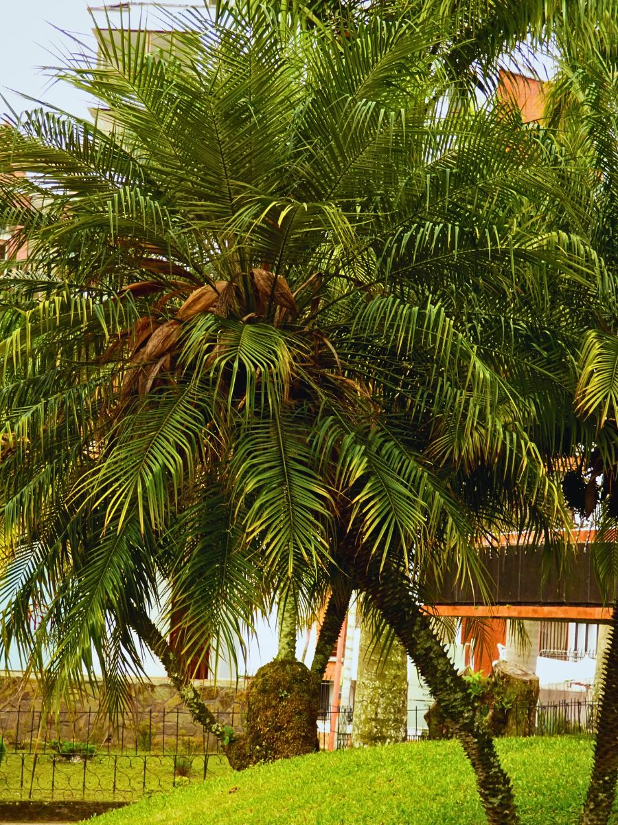 Tropical Charming Pygmy Date Palms