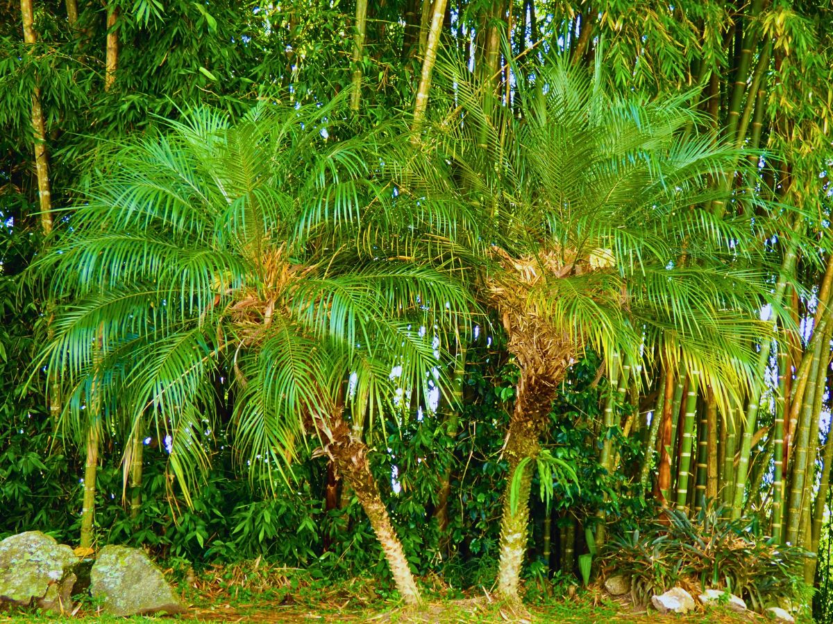 pygmy date palms growing outdoors
