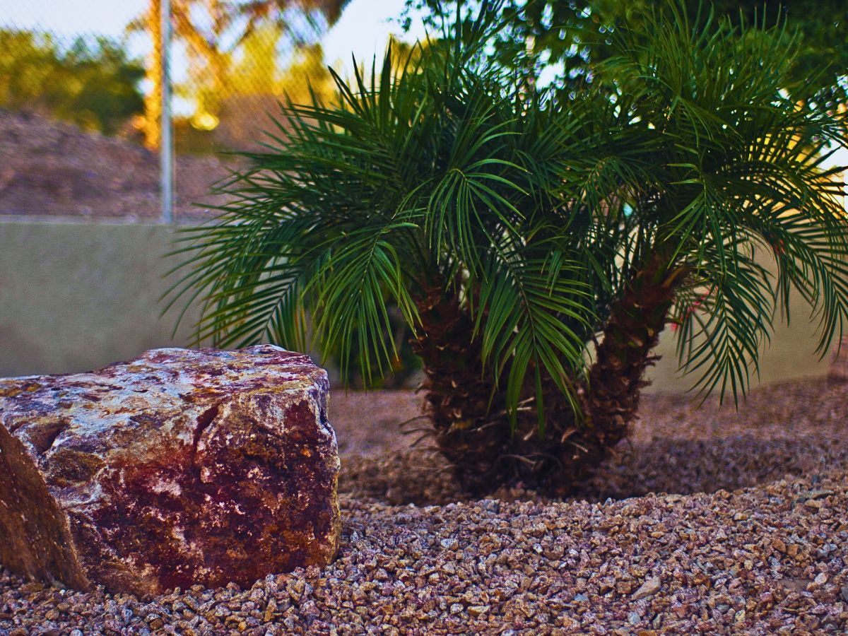 beautiful image of pygmy date palms