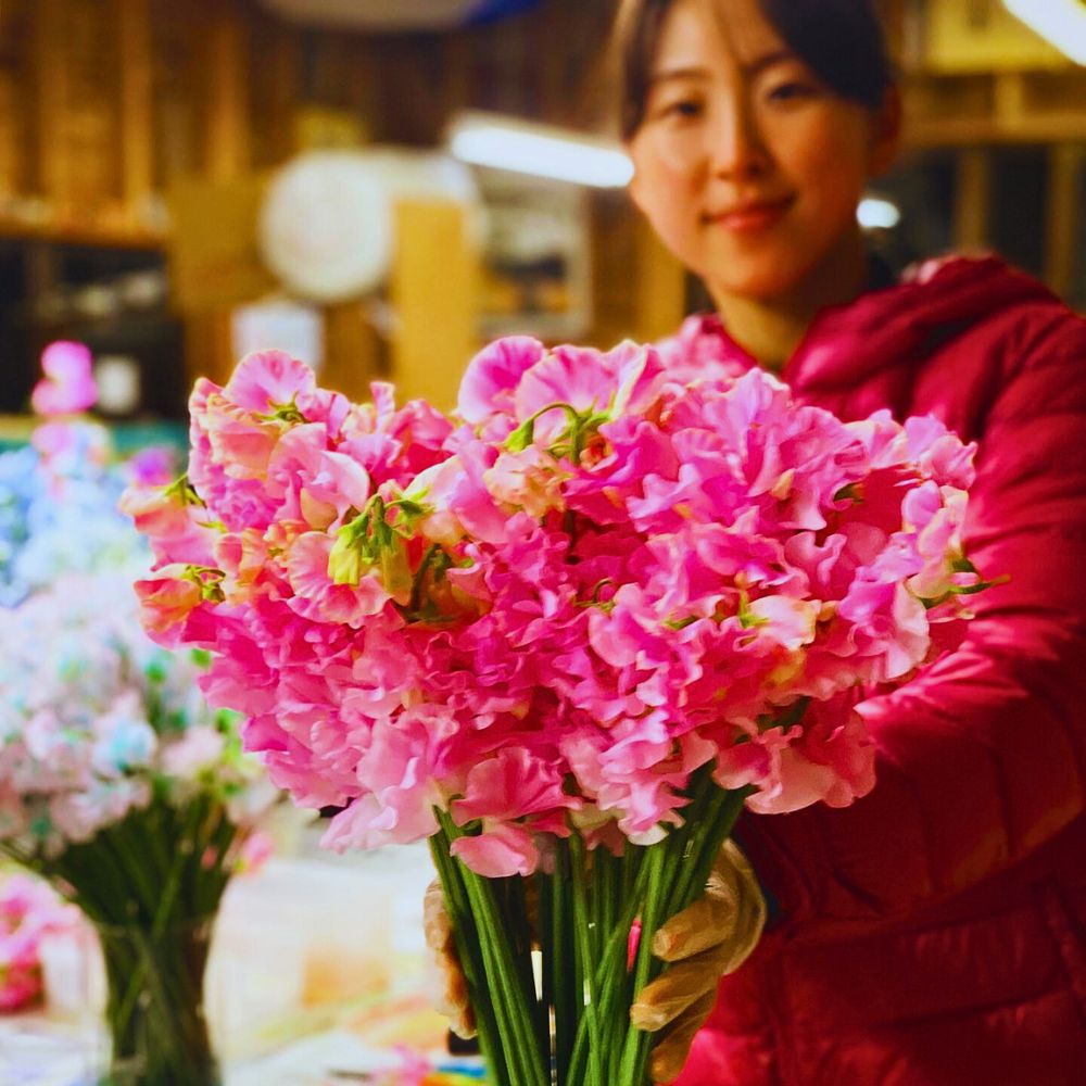 Sweet peas Aucnet Showcasing the Beauty of Japanese Winter and Spring Blooming Sweet Peas Through Growers Taiyo Farm and Ja Aichi Minami - Thursd Article