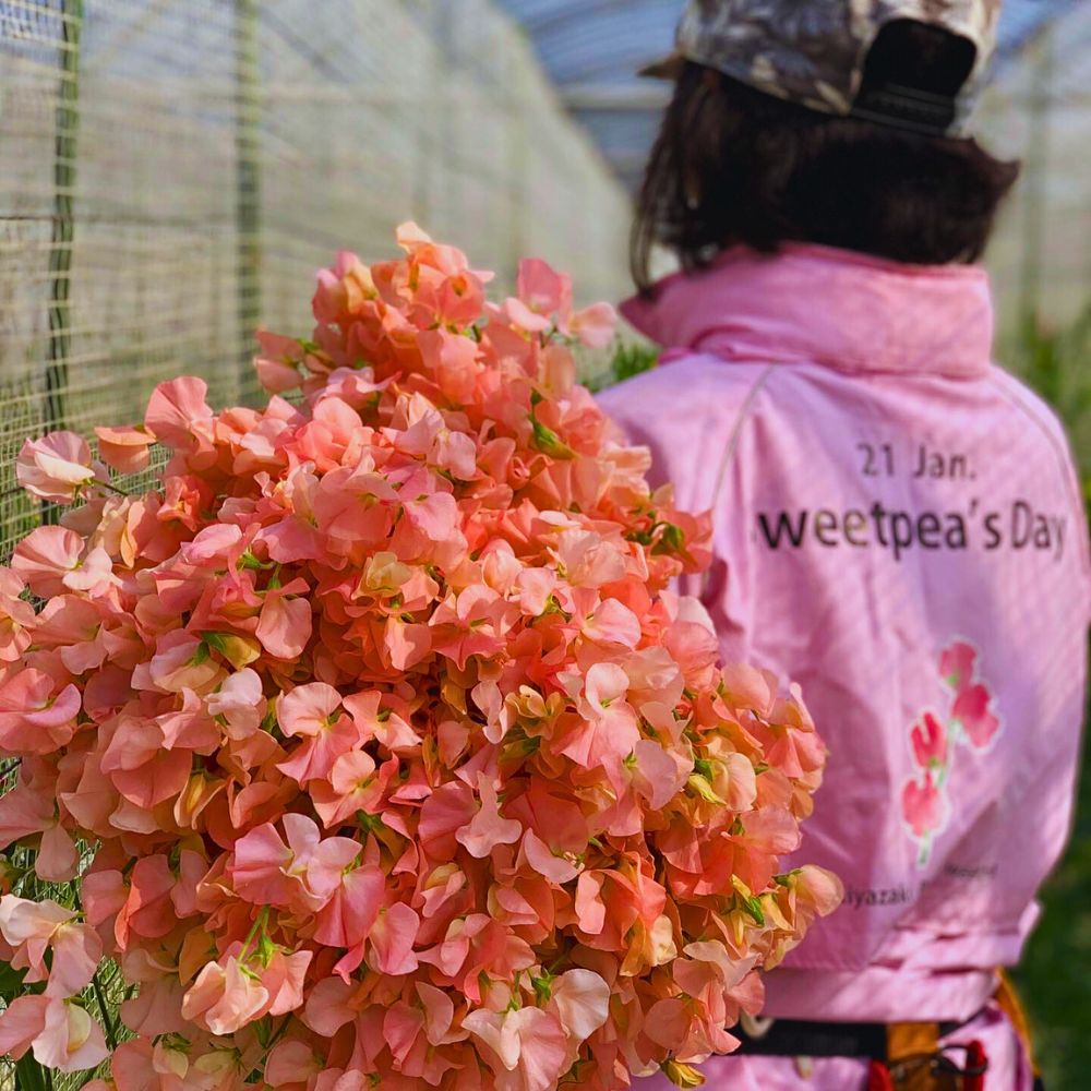 Sweet pea production