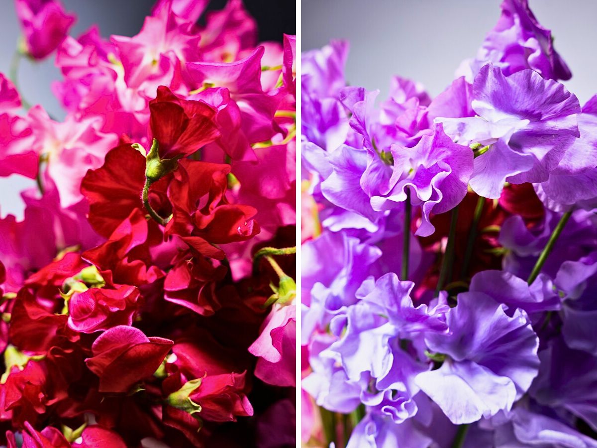 Aucnet Showcasing the Beauty of Japanese Winter and Spring Blooming Sweet Peas Through Growers Taiyo Farm and Ja Aichi Minami - Thursd Article