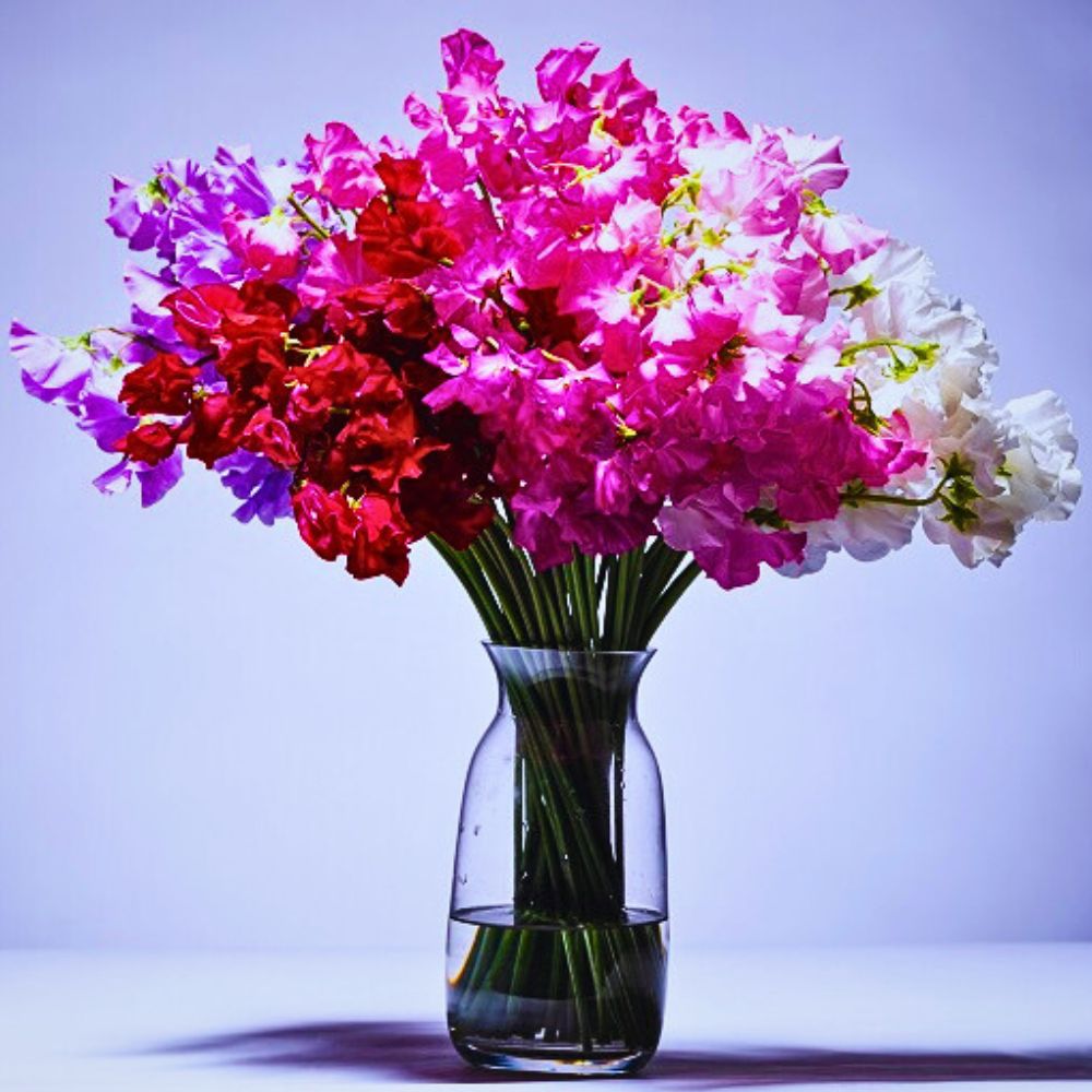 Aucnet Showcasing the Beauty of Japanese Winter and Spring Blooming Sweet Peas Through Growers Taiyo Farm and Ja Aichi Minami - Thursd Article