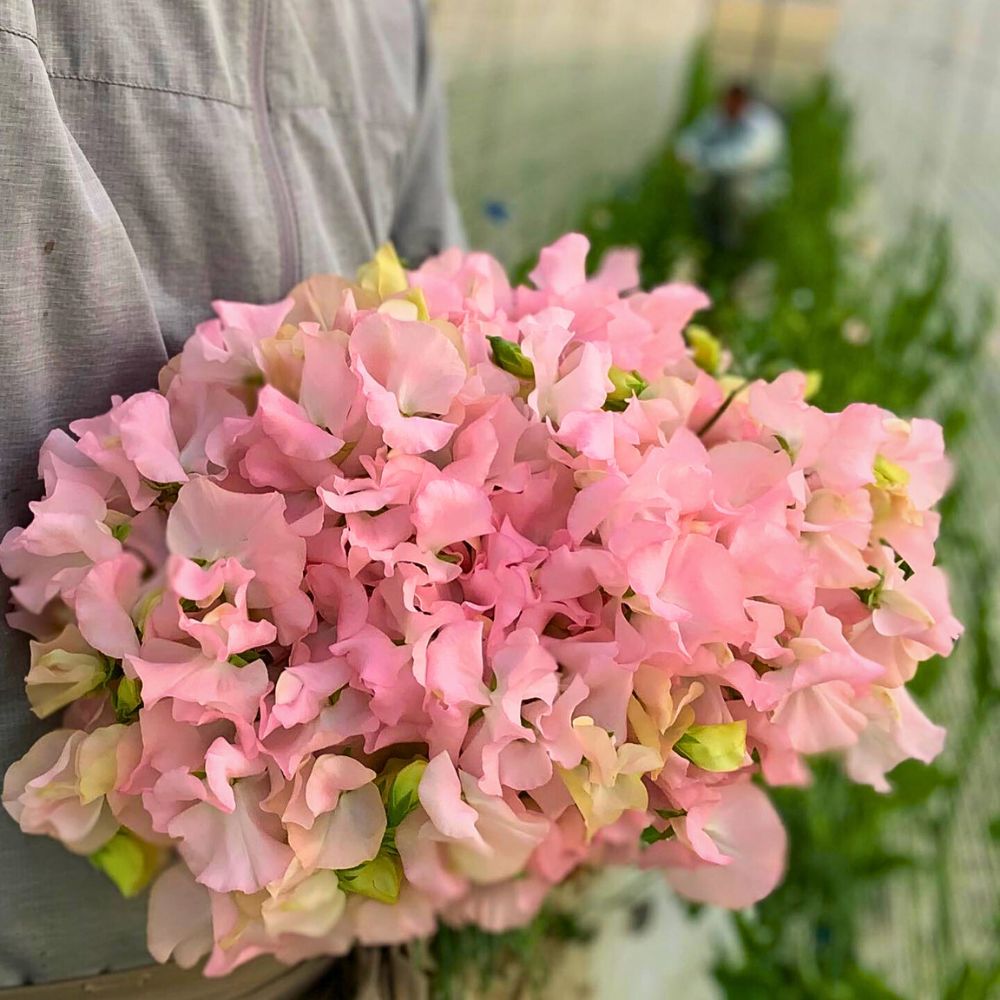 Sweet pea bouquet Aucnet Showcasing the Beauty of Japanese Winter and Spring Blooming Sweet Peas Through Growers Taiyo Farm and Ja Aichi Minami - Thursd Article
