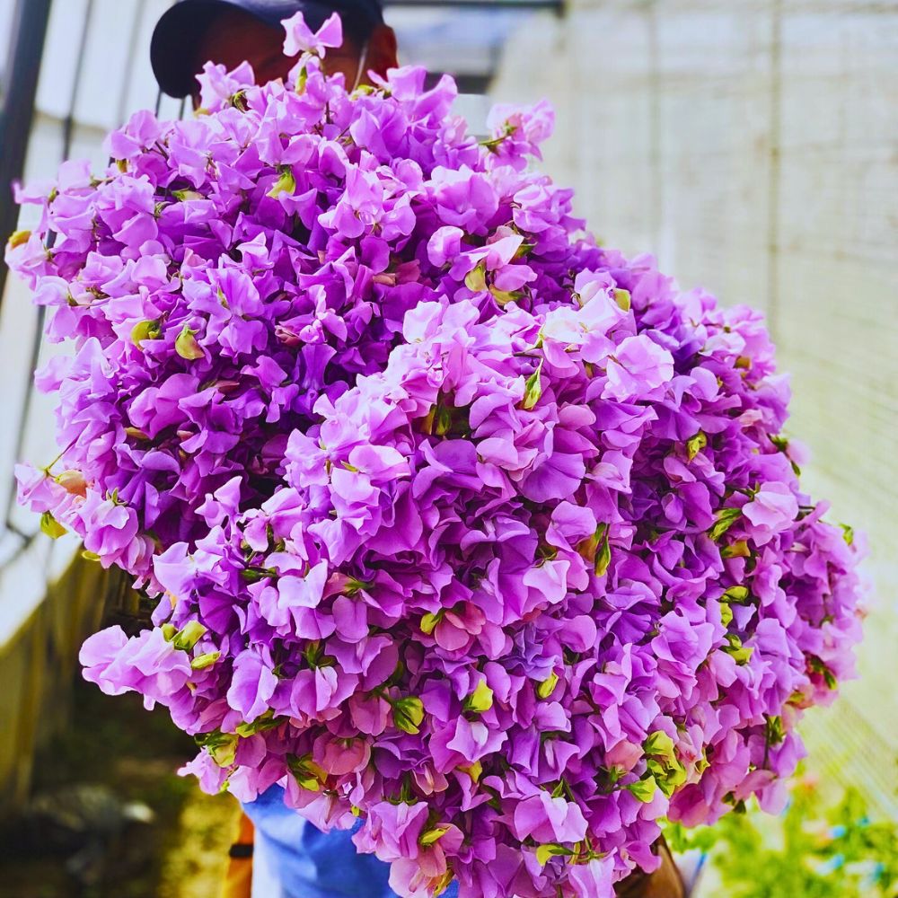 Sweet pea flowers Aucnet Showcasing the Beauty of Japanese Winter and Spring Blooming Sweet Peas Through Growers Taiyo Farm and Ja Aichi Minami - Thursd Article