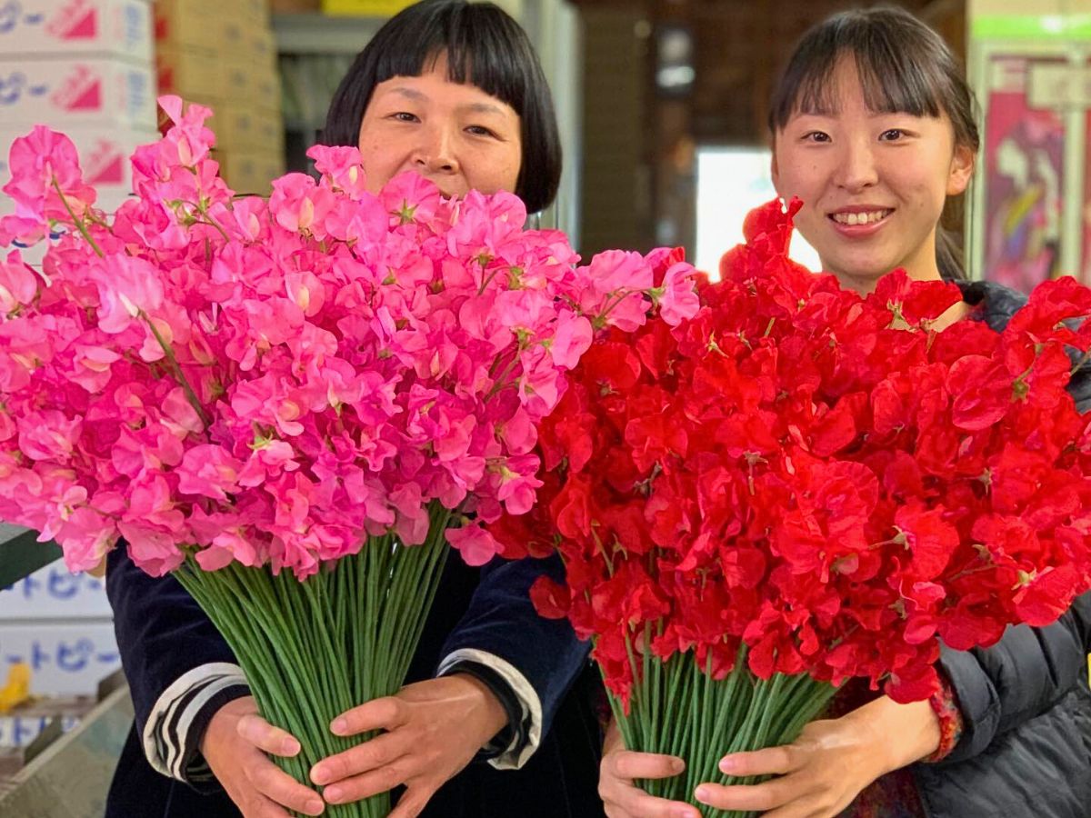 Sweet peas Aucnet Showcasing the Beauty of Japanese Winter and Spring Blooming Sweet Peas Through Growers Taiyo Farm and Ja Aichi Minami - Thursd Article