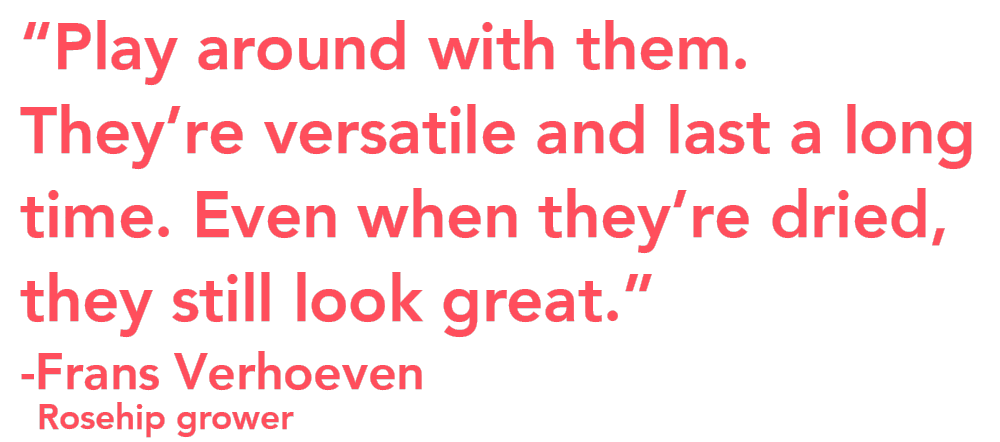 Frans Verhoeven rosehip quote