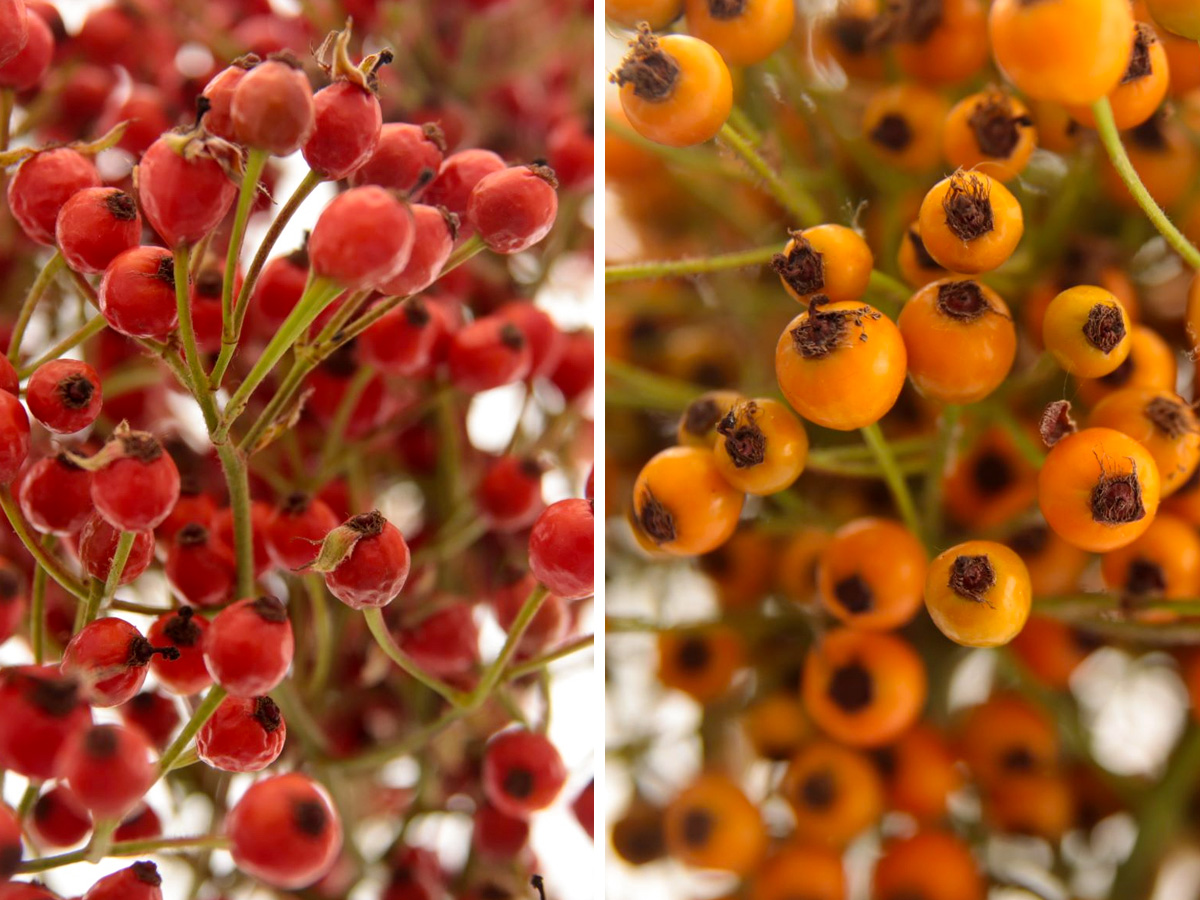 Adomex Rosehips Prinsberry Red and Orange Adomex Rosehips Prinsberry Red and Orange