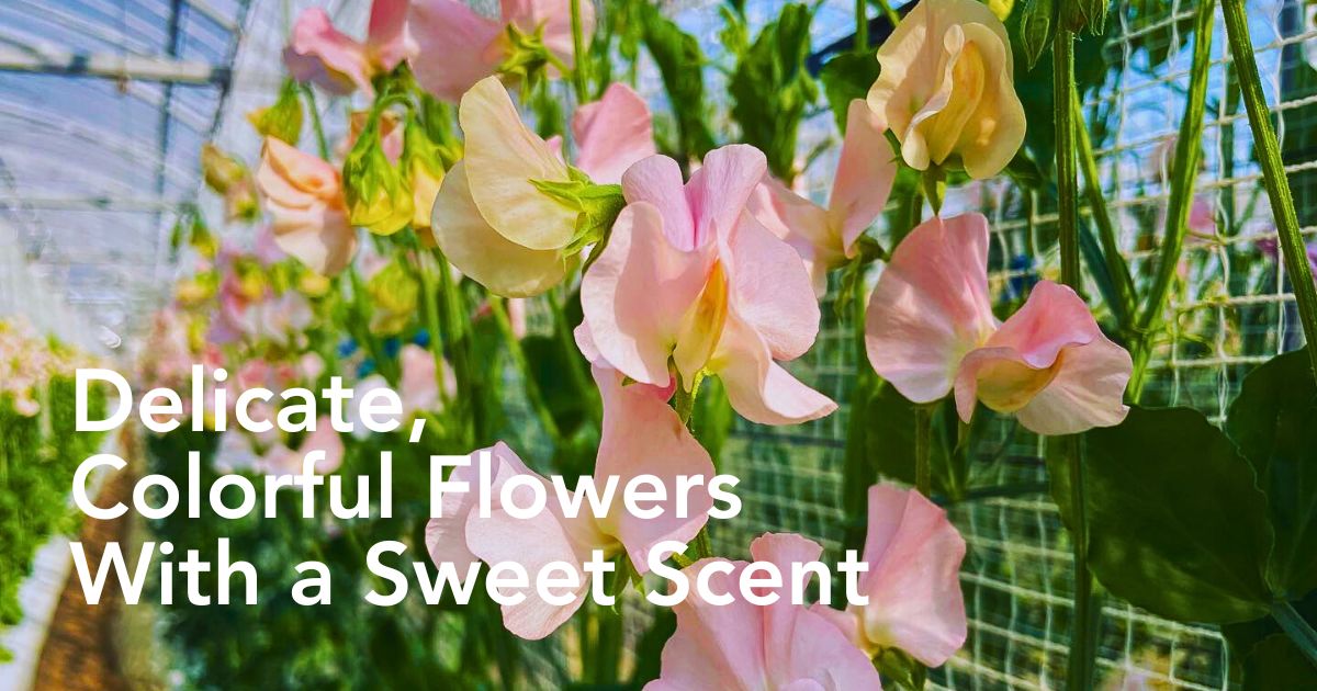 Aucnet Showcasing the Beauty of Japanese Winter and Spring Blooming Sweet Peas Through Growers Taiyo Farm and Ja Aichi Minami - Thursd Article