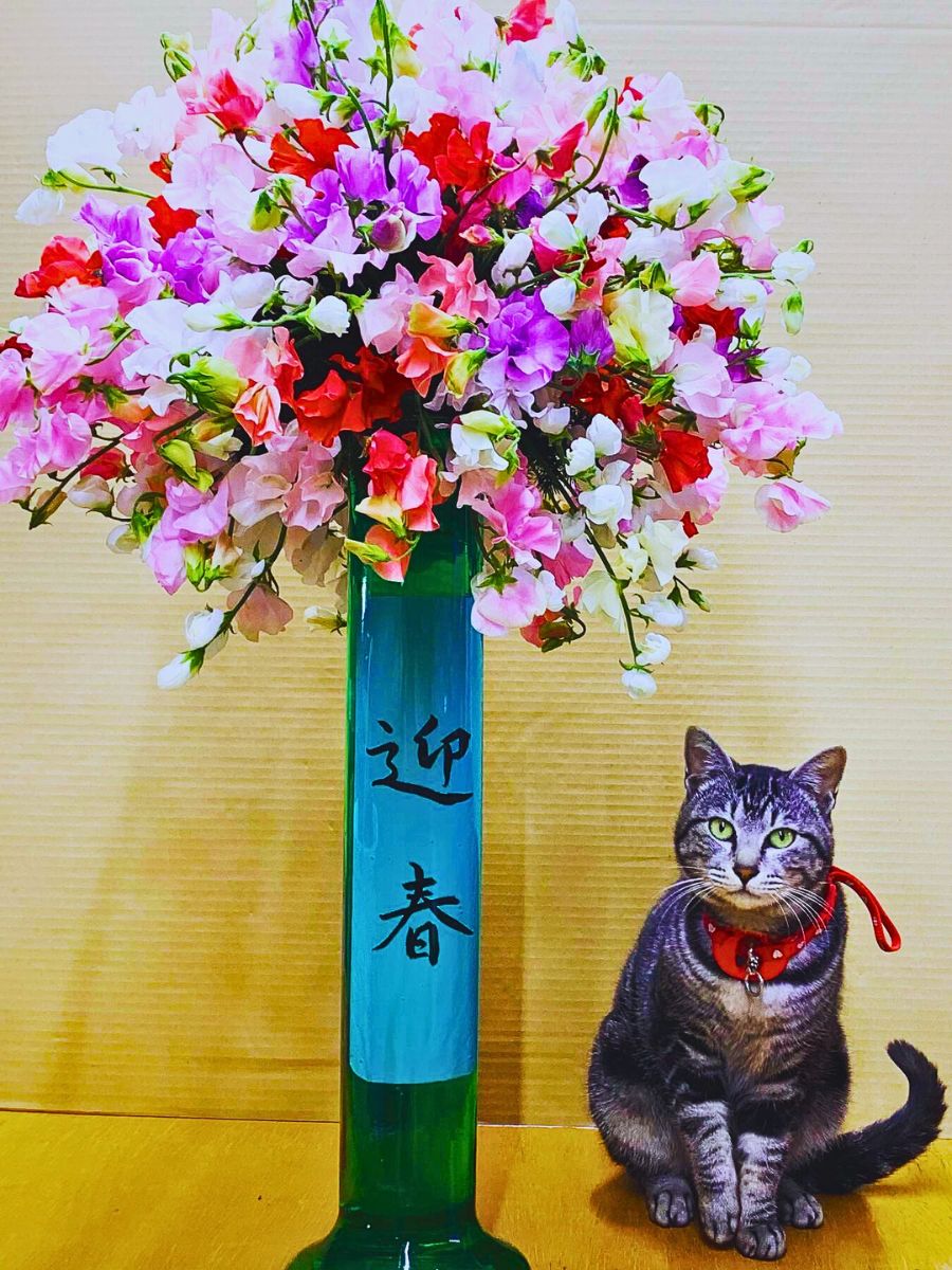 Vased sweet pea flowers Aucnet Showcasing the Beauty of Japanese Winter and Spring Blooming Sweet Peas Through Growers Taiyo Farm and Ja Aichi Minami - Thursd Article