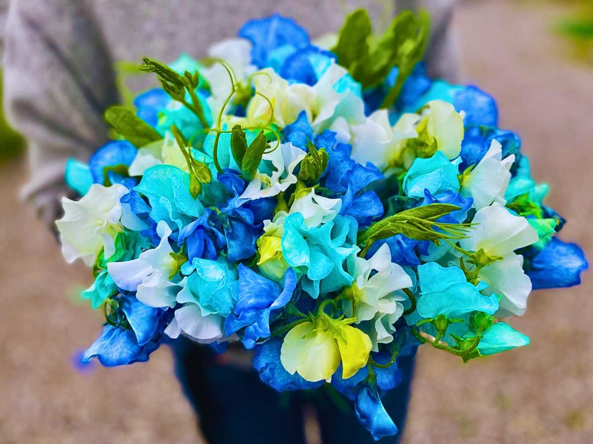 Sweet Peas Japanese Winter-And-Spring Season Sweet Peas