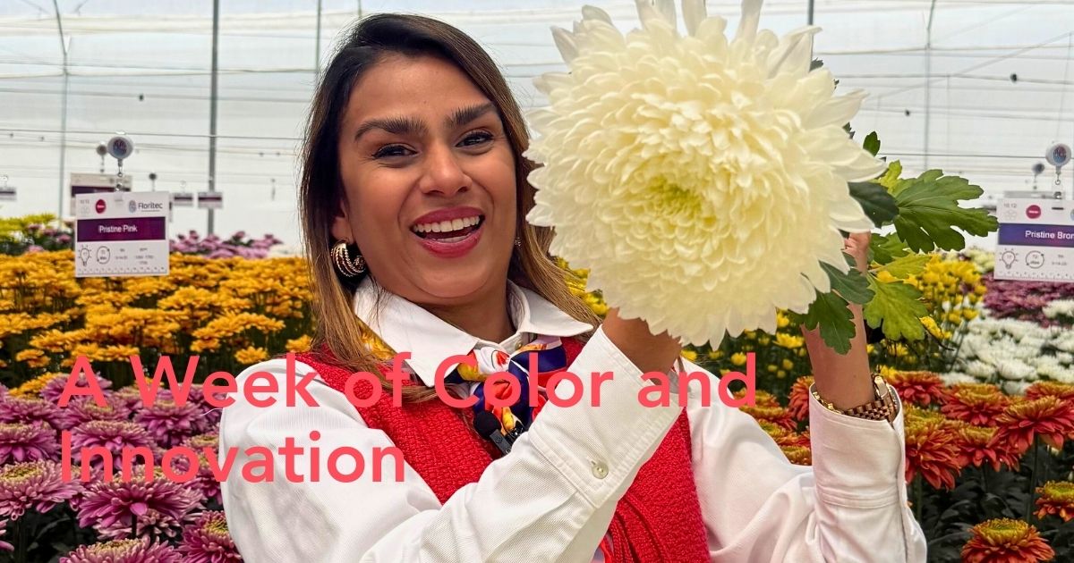 Chrysanthemum week