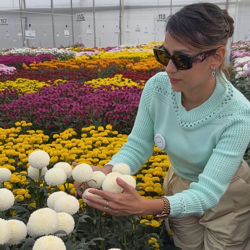 Chrysanthemum week