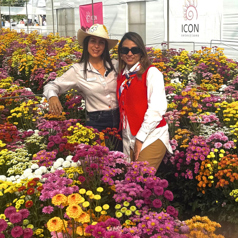 Shallima at Icon Selections showhouse during the Chrysanthemum week Chrysanthemum week