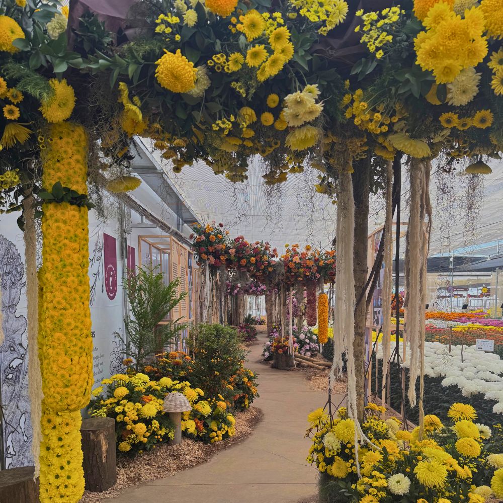 Chrysanthemum floral arrangeements during the chrysanthemum week Chrysanthemum week