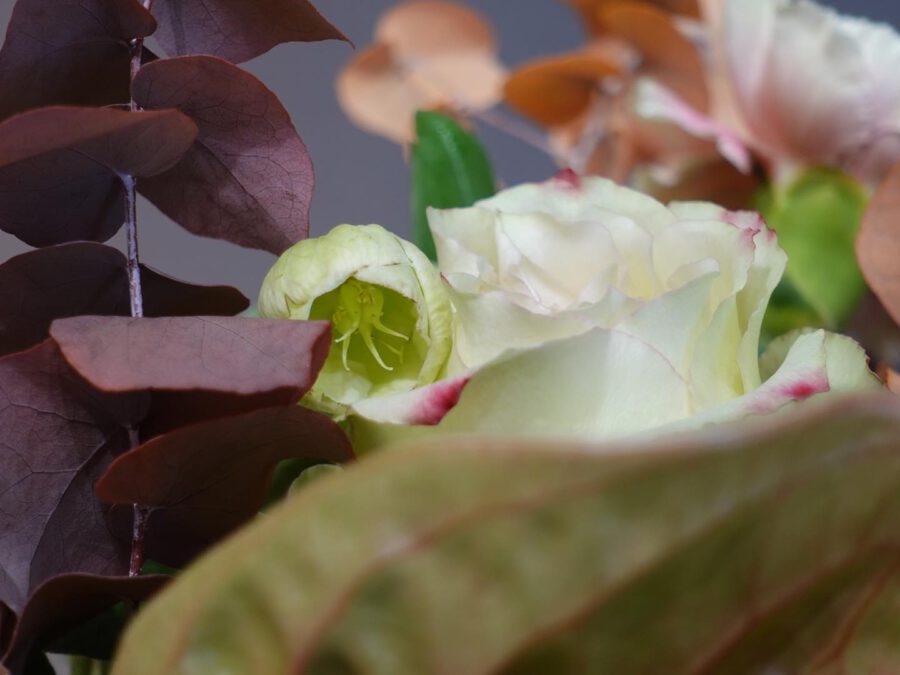 Helleborus and Anthurium by Solomon Leong on Thursd 01