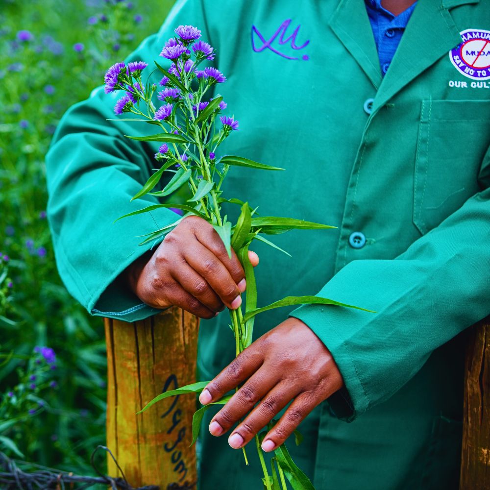 Aster Dark Milka With PlantScout Marginpar Enhances Quality Management in Farms Across Four Countries