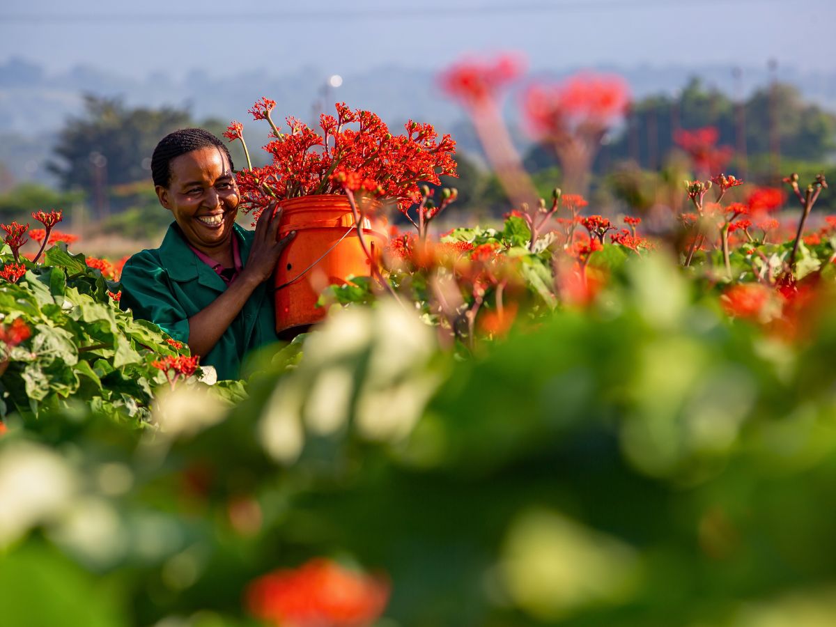 Jatropha Firecracker With PlantScout Marginpar Enhances Quality Management in Farms Across Four Countries