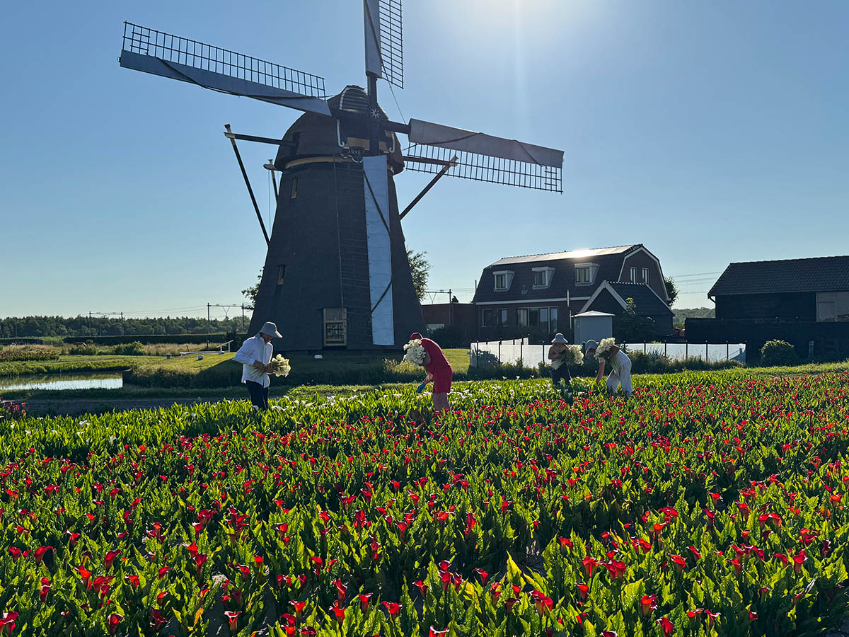 Kallaland calla nursery with windmill Kallaland calla nursery with windmill