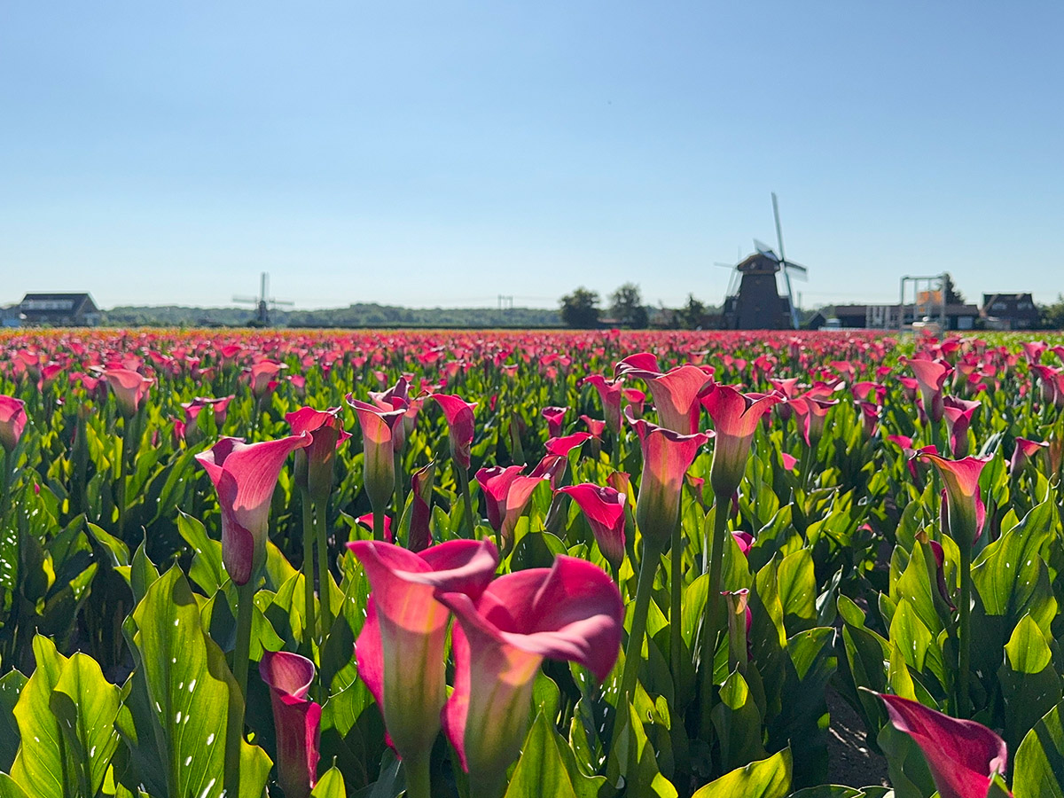 Kallaland pink calla nursery with windmills