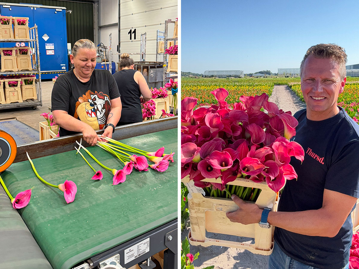 Kallaland warehouse and Peter with pink callas Kallaland warehouse and Peter with pink callas