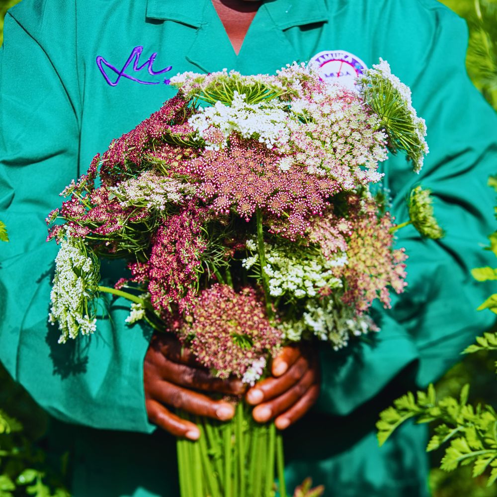 Daucus Carota Dara With PlantScout Marginpar Enhances Quality Management in Farms Across Four Countries
