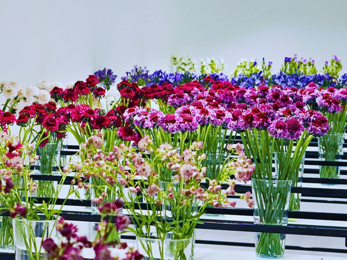 Vase life testing With PlantScout Marginpar Enhances Quality Management in Farms Across Four Countries