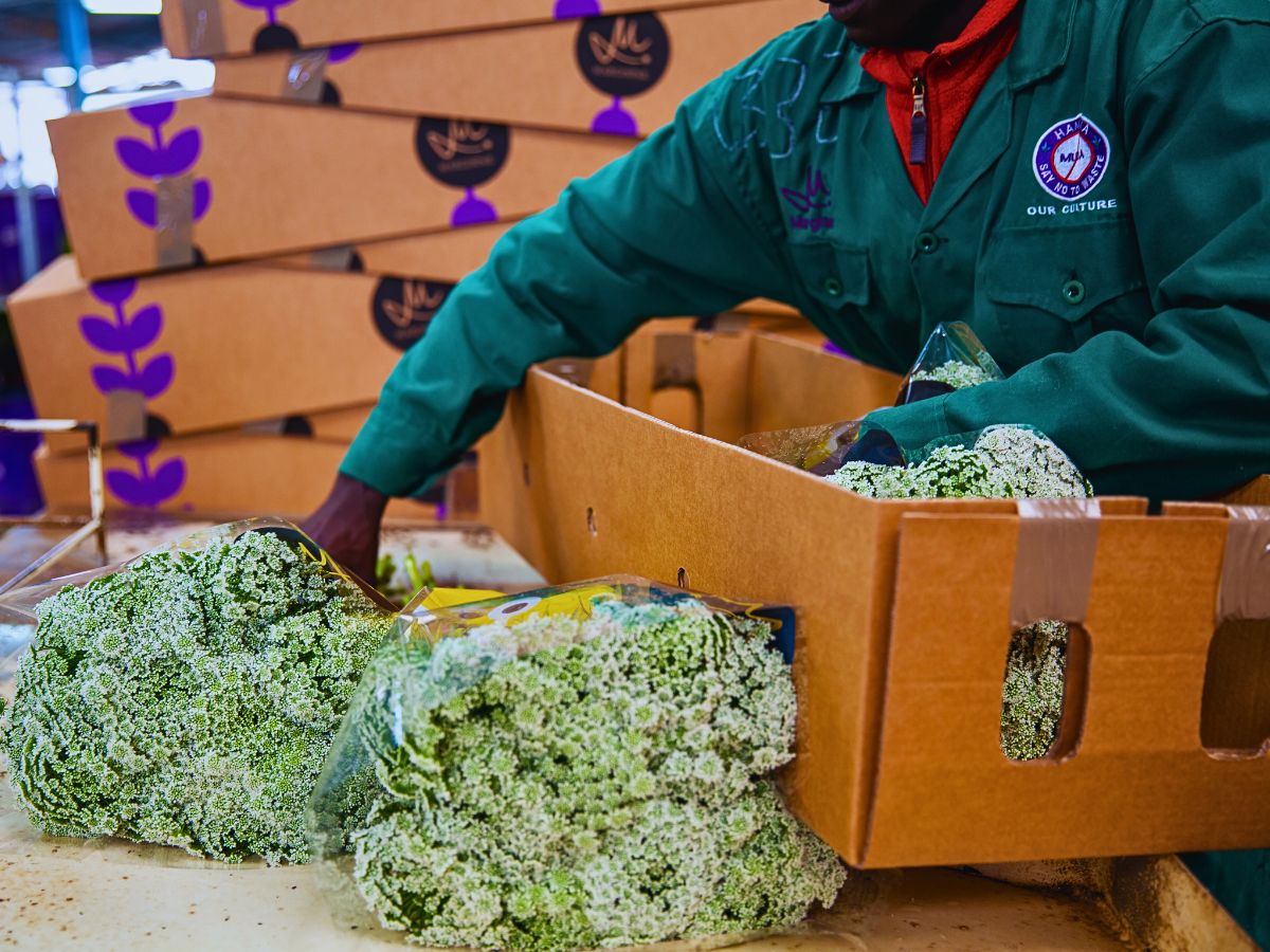 With PlantScout Marginpar Enhances Quality Management in Farms Across Four Countries