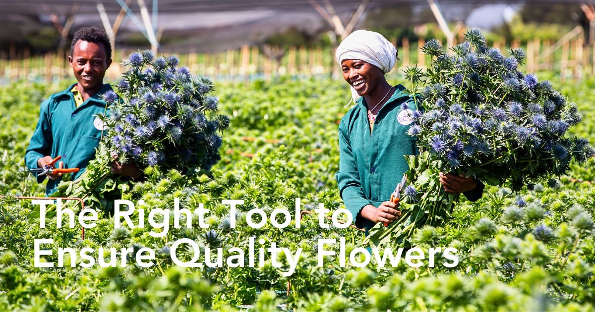 With PlantScout Marginpar Enhances Quality Management in Farms Across Four Countries - Thursd Article