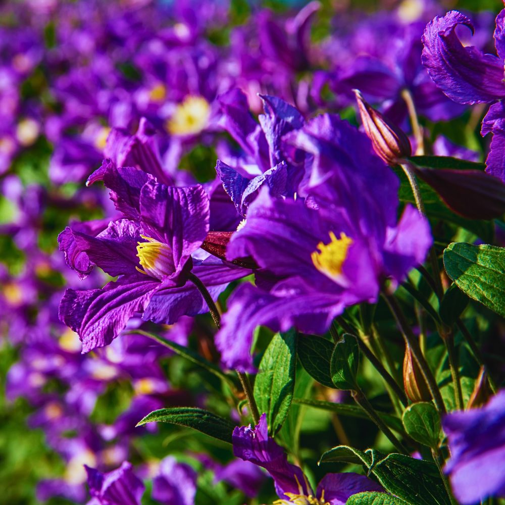 Clematis Amazing Blue Pirouette flowers With PlantScout Marginpar Enhances Quality Management in Farms Across Four Countries - Thursd Article
