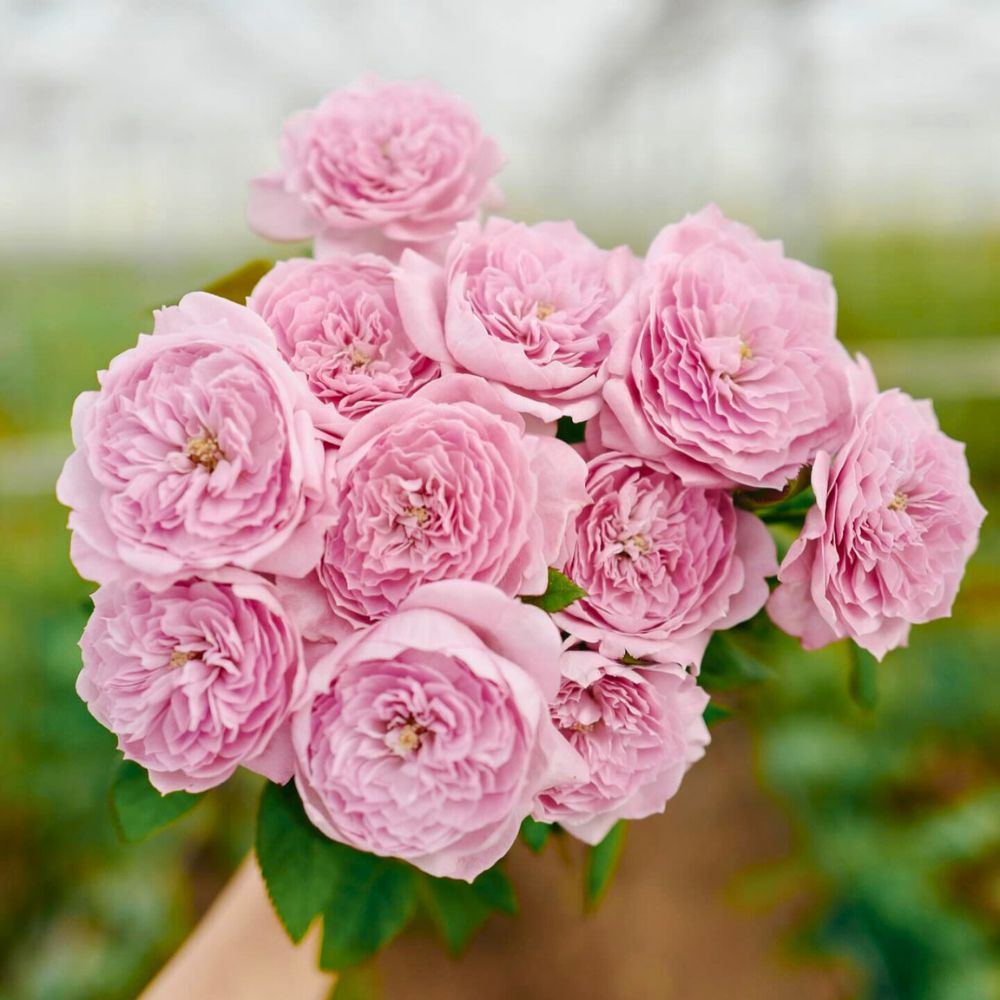 Rose Mone from the breeder Wabara Roses Wabara Roses