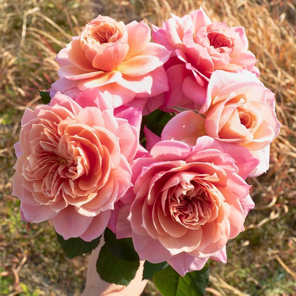 Rose Miyabi from the breeder Wabara Roses Wabara Roses
