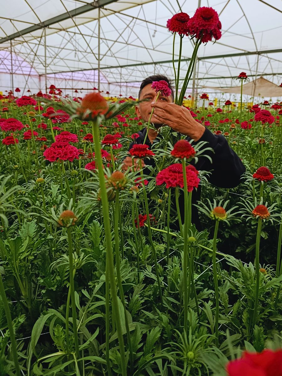 Scabiosa Grower Fontana Harnesses Altitude Influence for Premium Flower Success