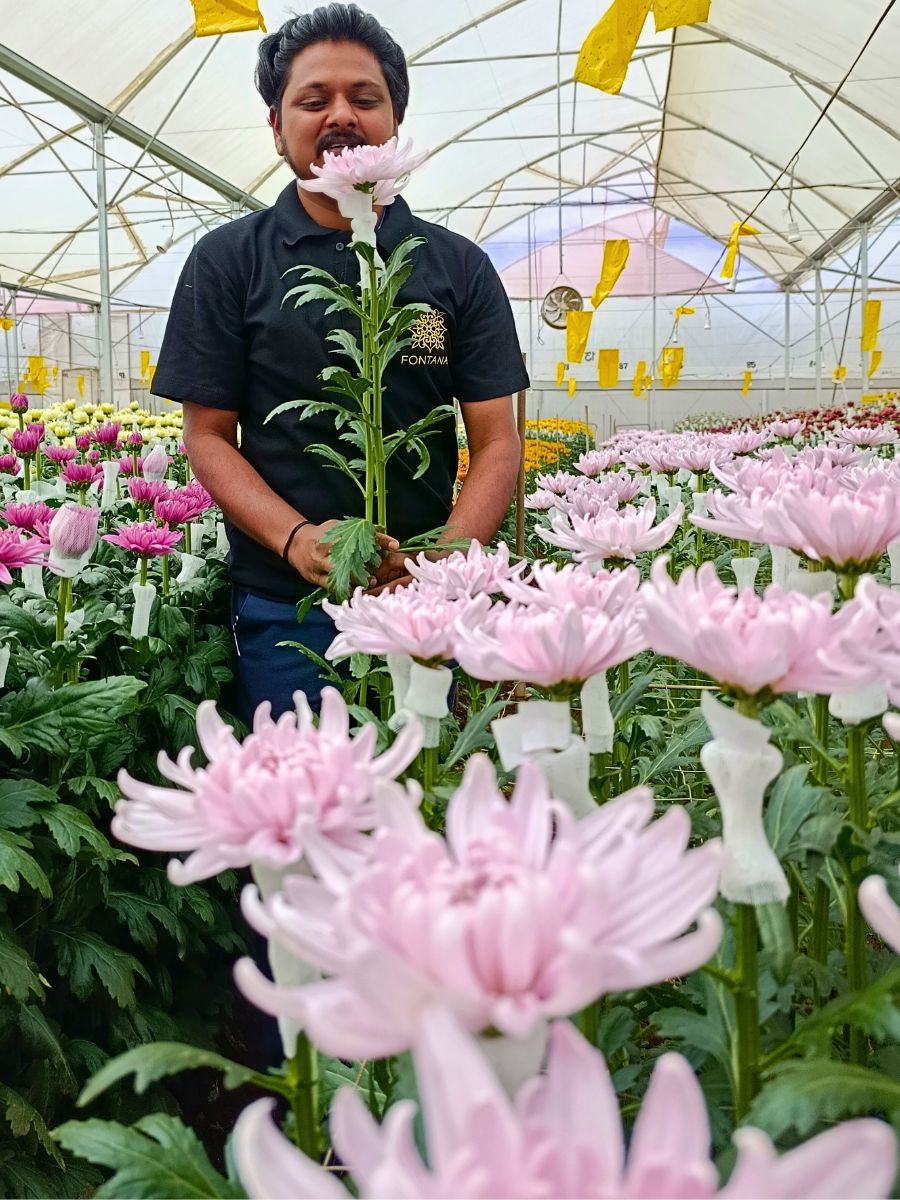 Grower Fontana Harnesses Altitude Influence for Premium Flower Success