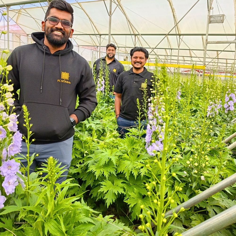 Delphinium Grower Fontana Harnesses Altitude Influence to Ensure Premium Flowers Success - Thursd Article