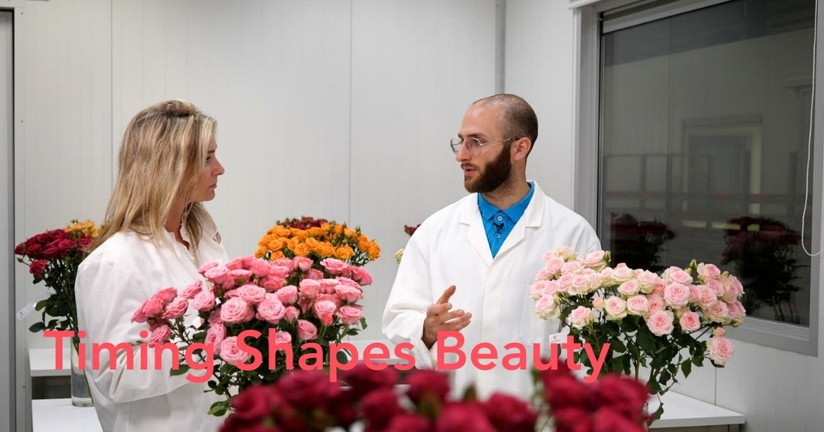 World of Spray Roses