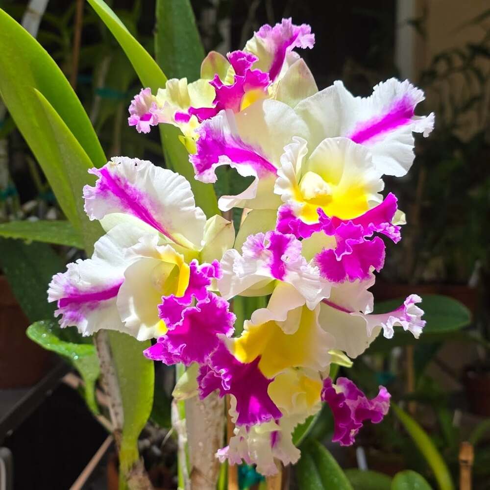 Vibrant orchid blooms in sunlight