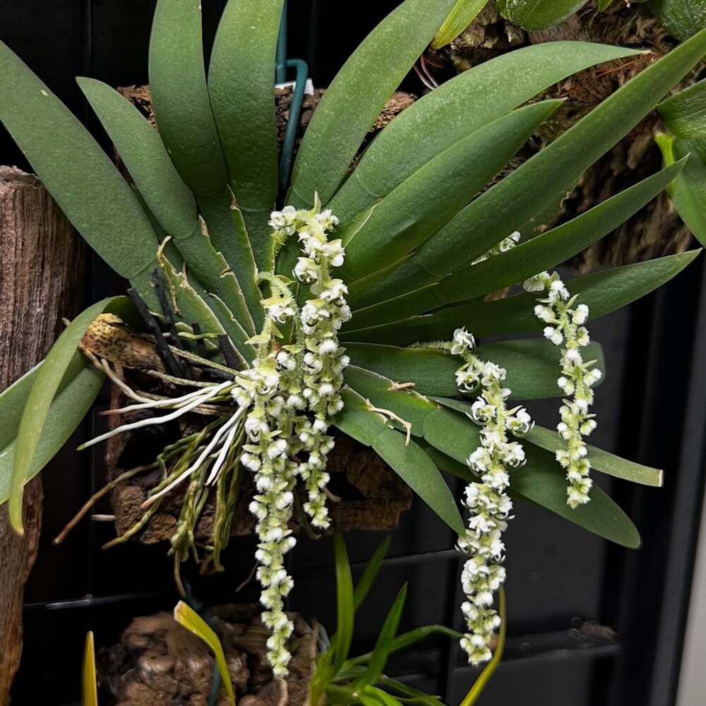 Delicate white orchids on green leaves