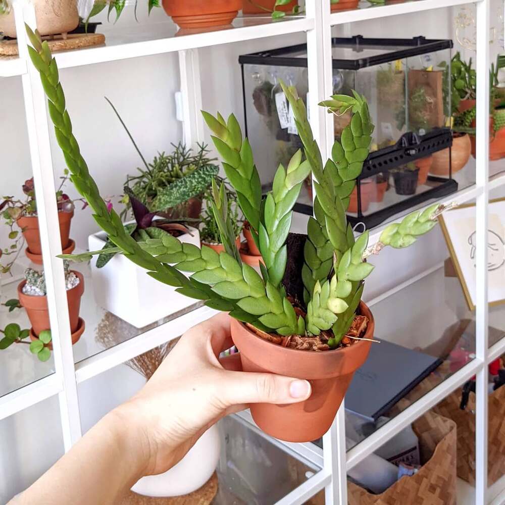 Young orchid growing in clay pot