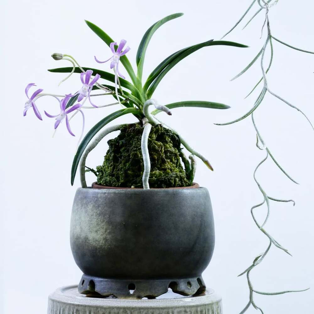 Delicate orchid blooms in ceramic pot