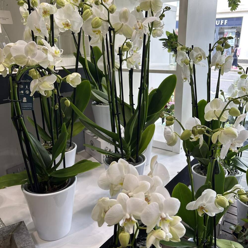 Elegant white orchids in pots