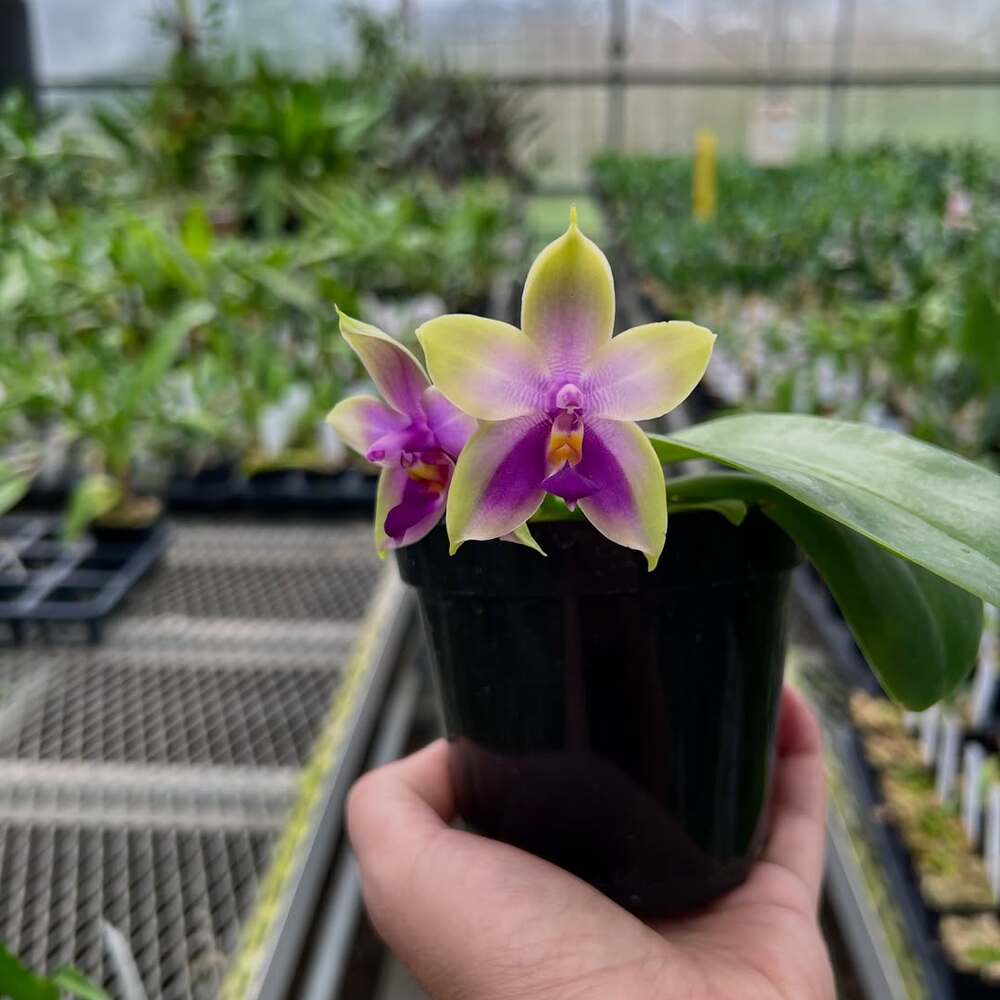 Hand holding potted orchid plant