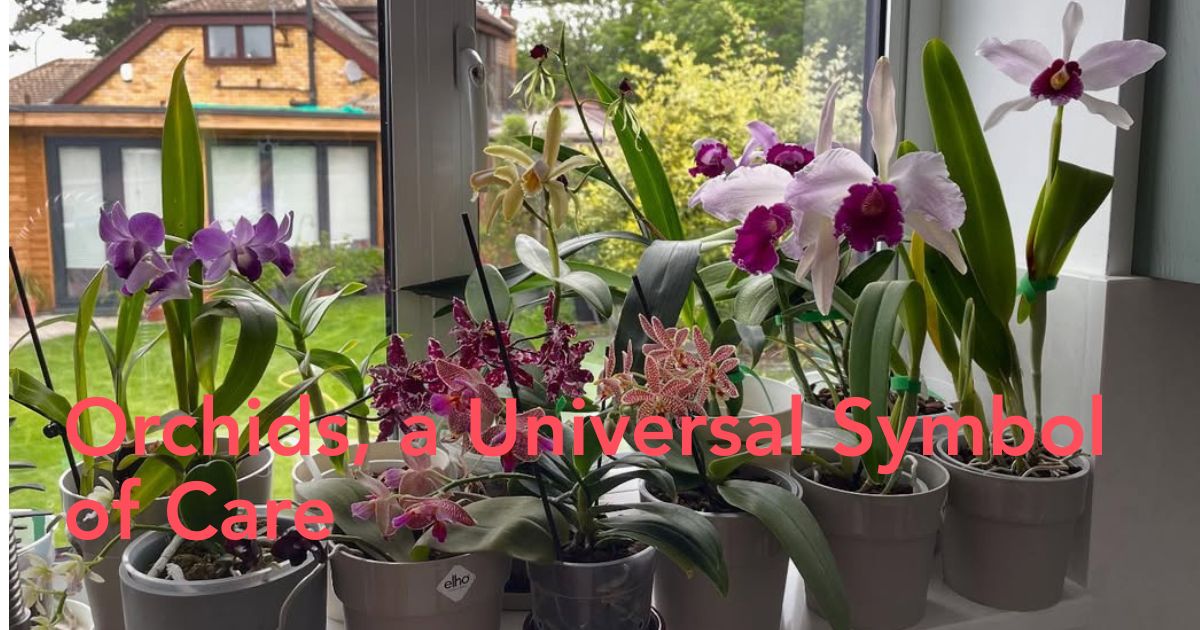 Orchids Favorite Flower Worldwide Header Image